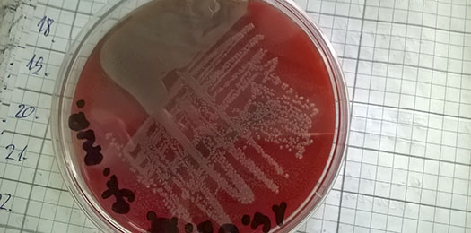 Veterinarki zavod Subotica - Investigación y desarrollo I+D