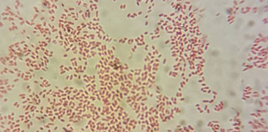 Veterinarki zavod Subotica - Investigación y desarrollo I+D